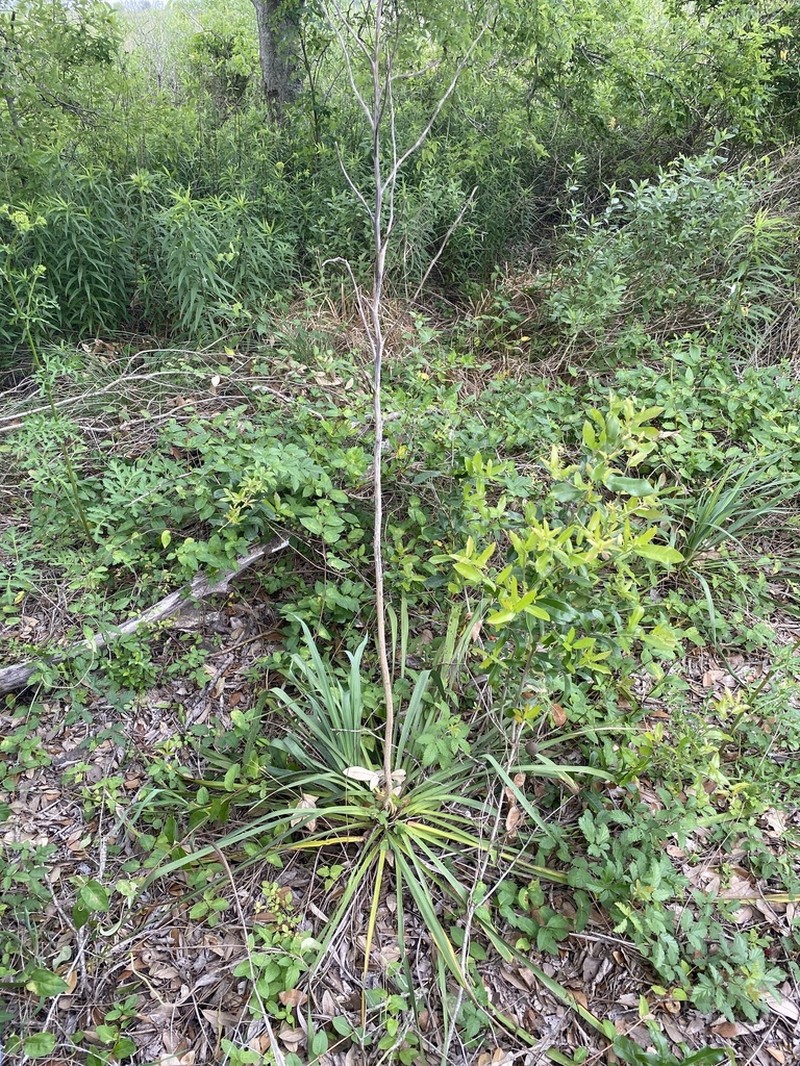 Yucca carrii photo 6