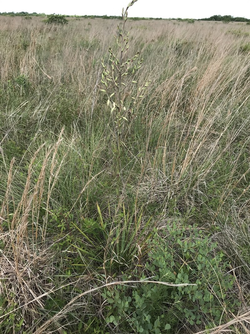 Yucca carrii photo 7
