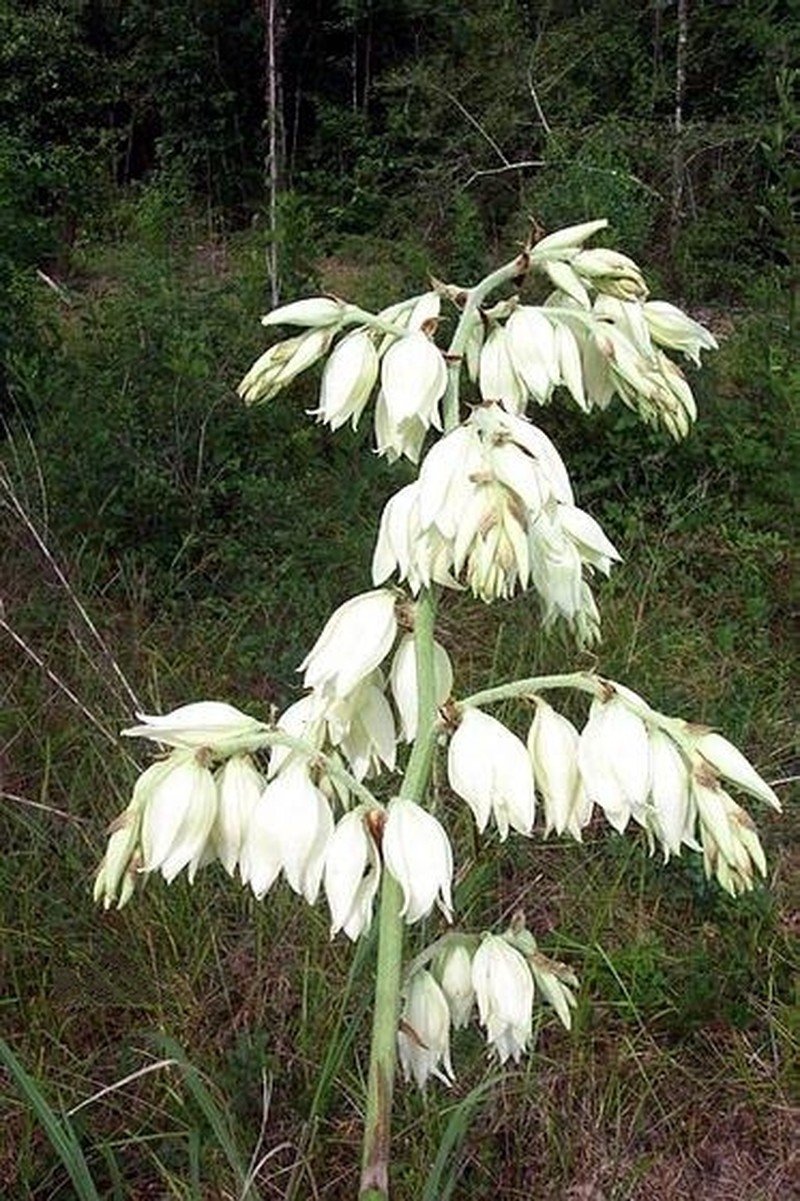 Yucca cernua