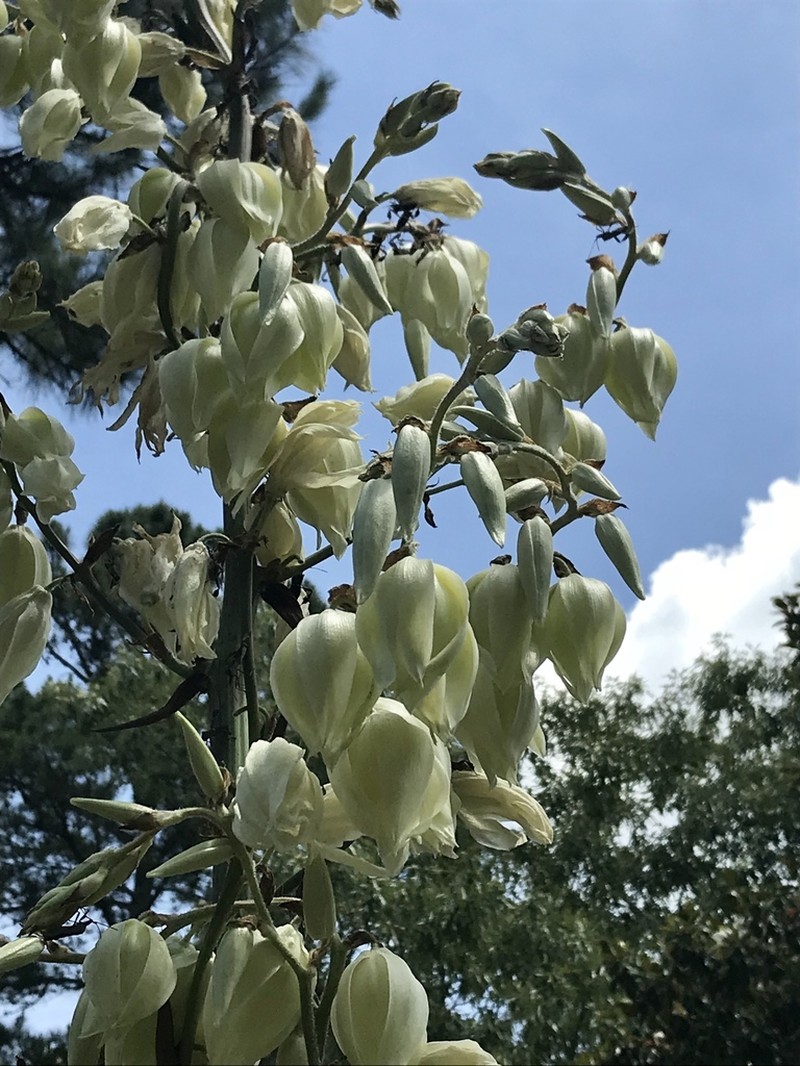 Yucca cernua photo 2