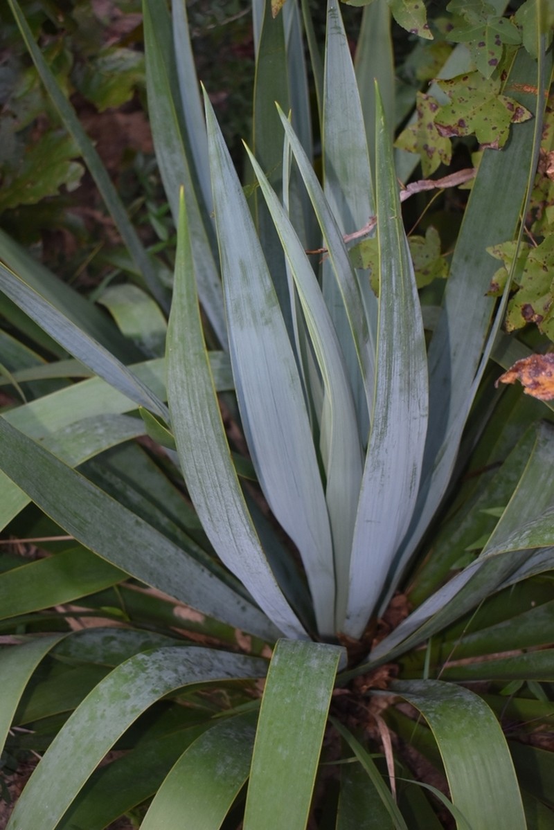 Yucca cernua photo 3