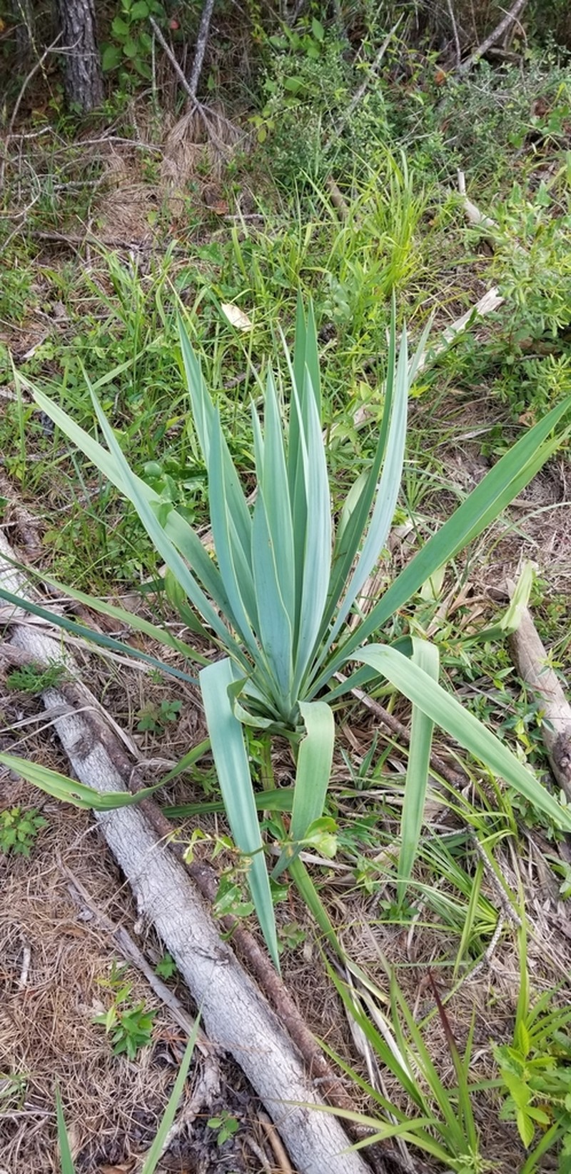 Yucca cernua photo 4