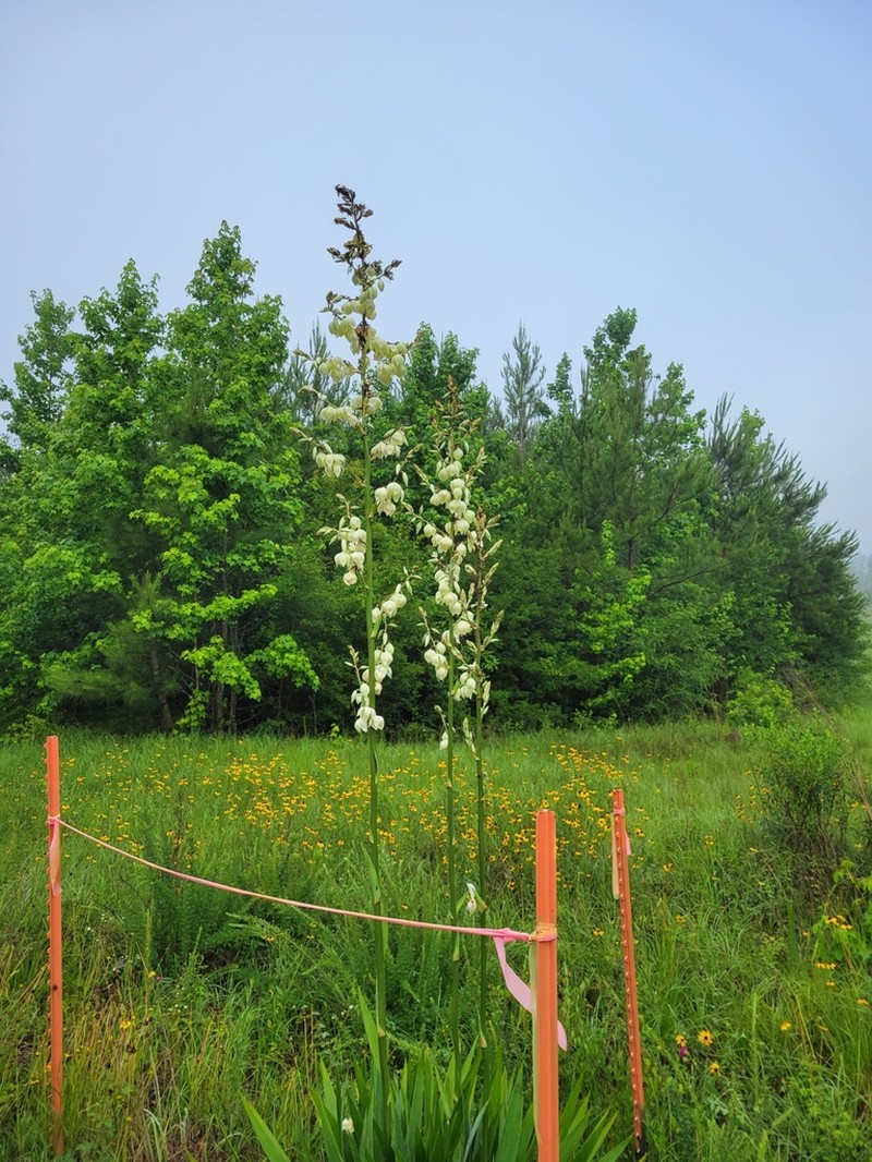 Yucca cernua photo 5