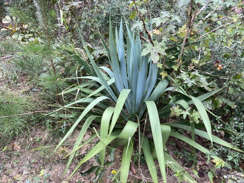 Yucca cernua photo 6