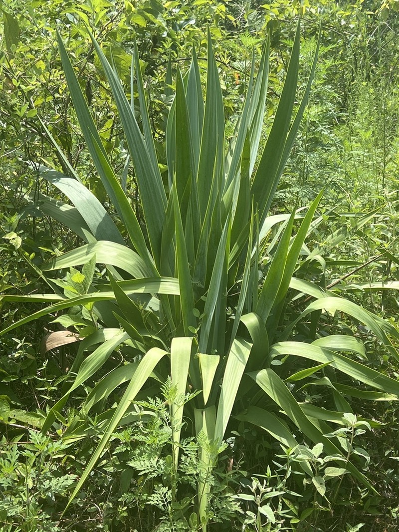 Yucca cernua photo 7