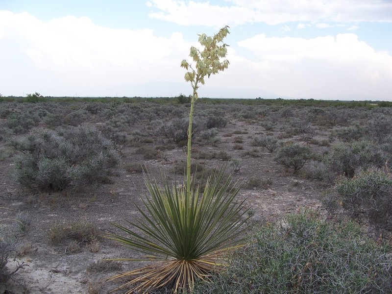 Yucca coahuilensis photo 2