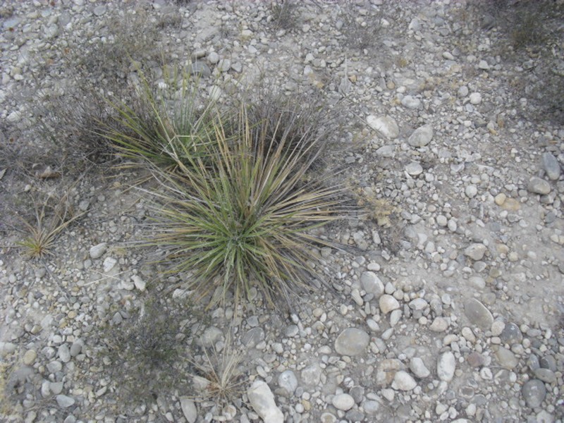 Yucca coahuilensis photo 3