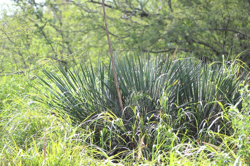 Yucca coahuilensis photo 4