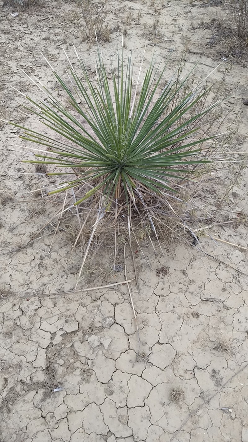 Yucca coahuilensis photo 5