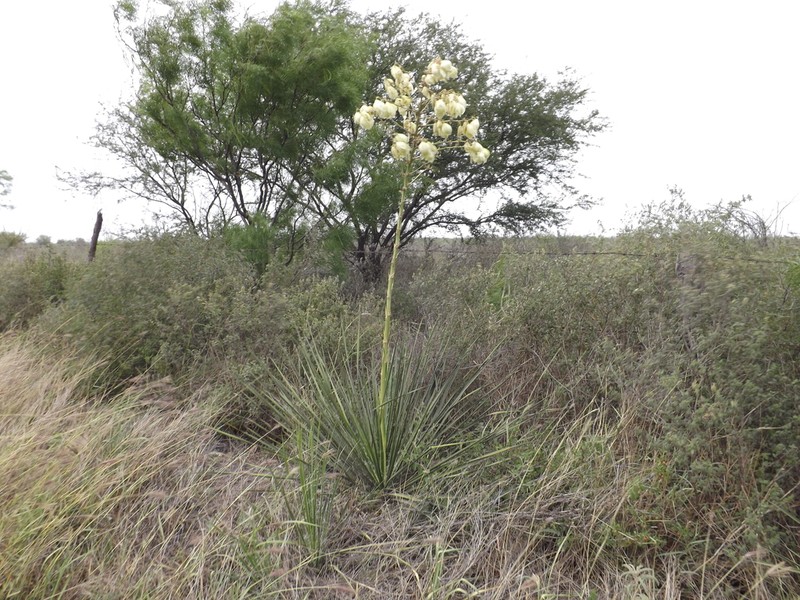 Yucca coahuilensis photo 6