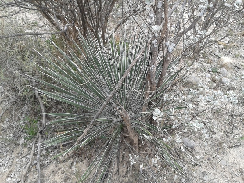 Yucca coahuilensis photo 7