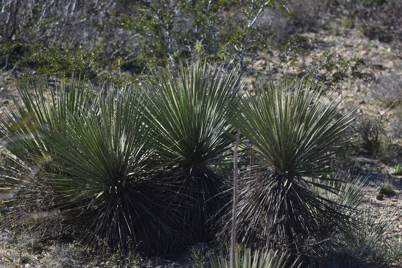 Buckley's Yucca photo 2
