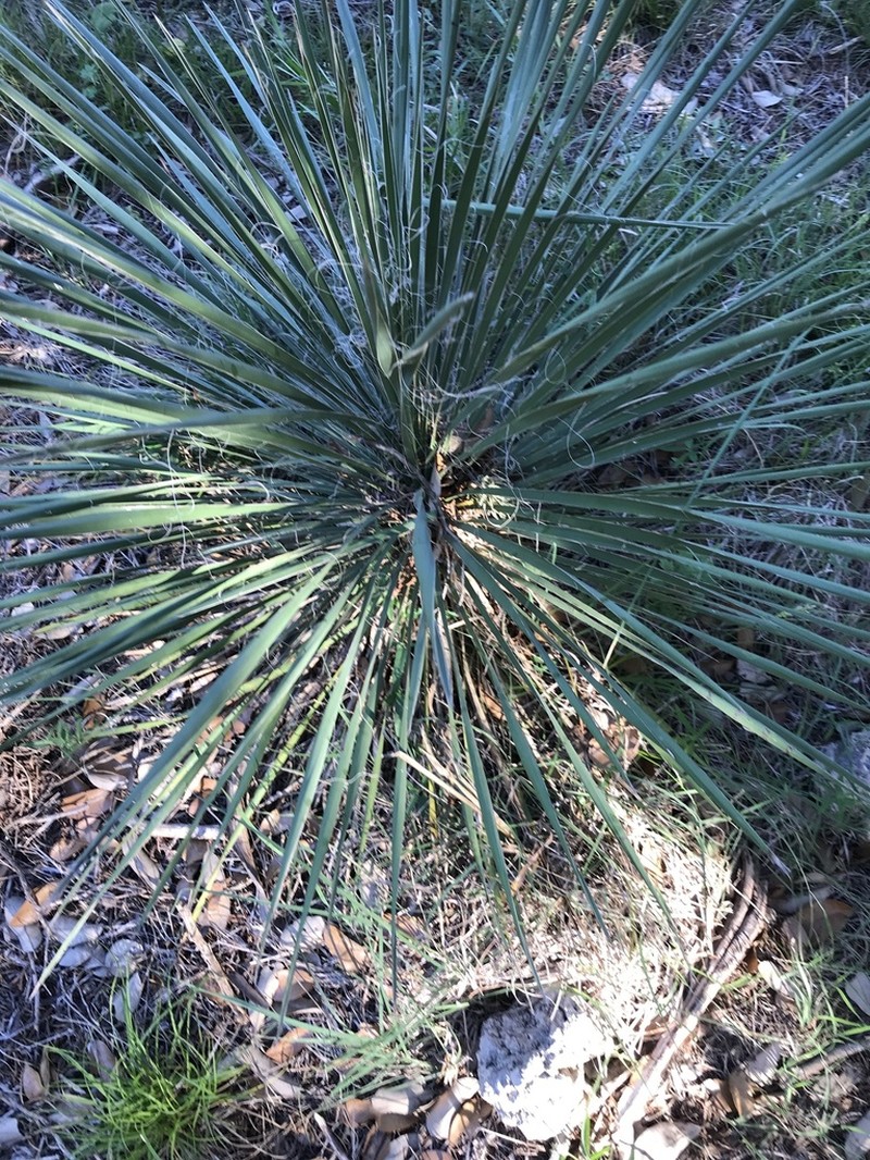 Buckley's Yucca photo 3