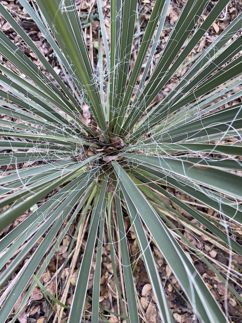 Buckley's Yucca photo 4