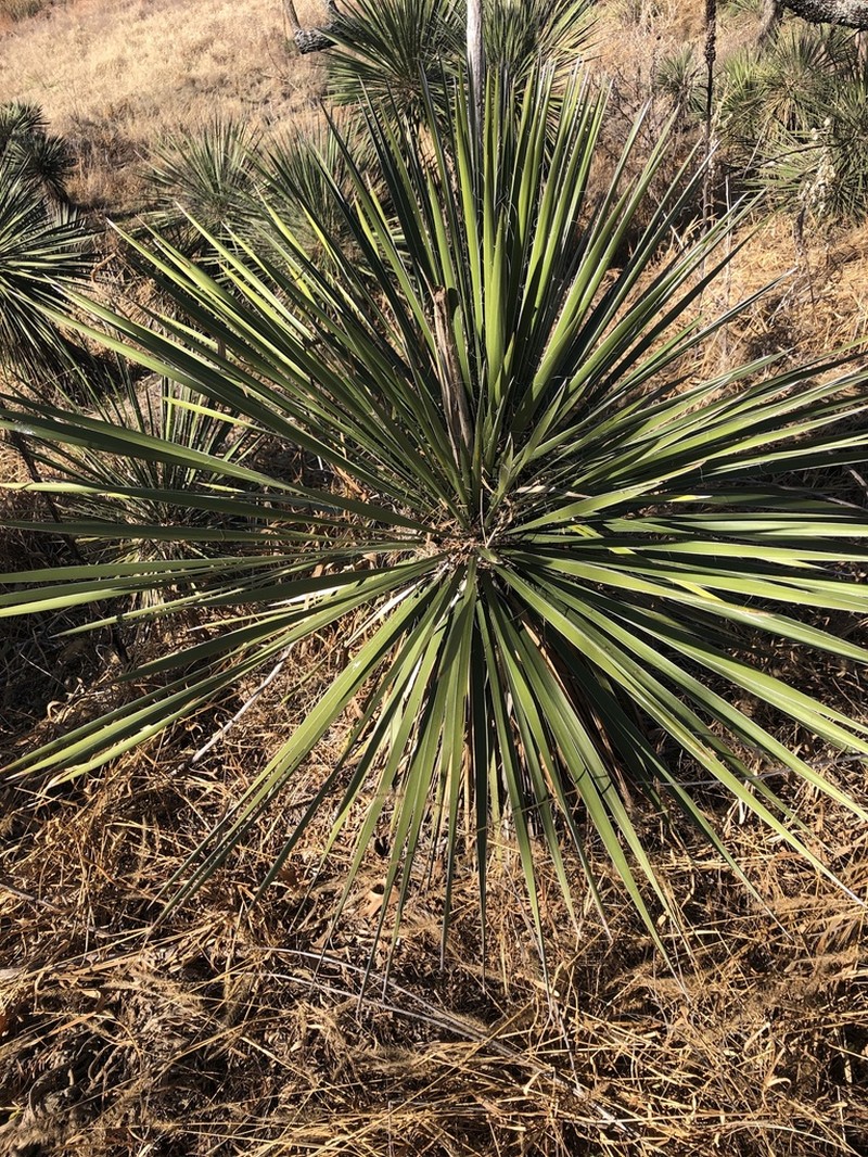 Buckley's Yucca photo 5