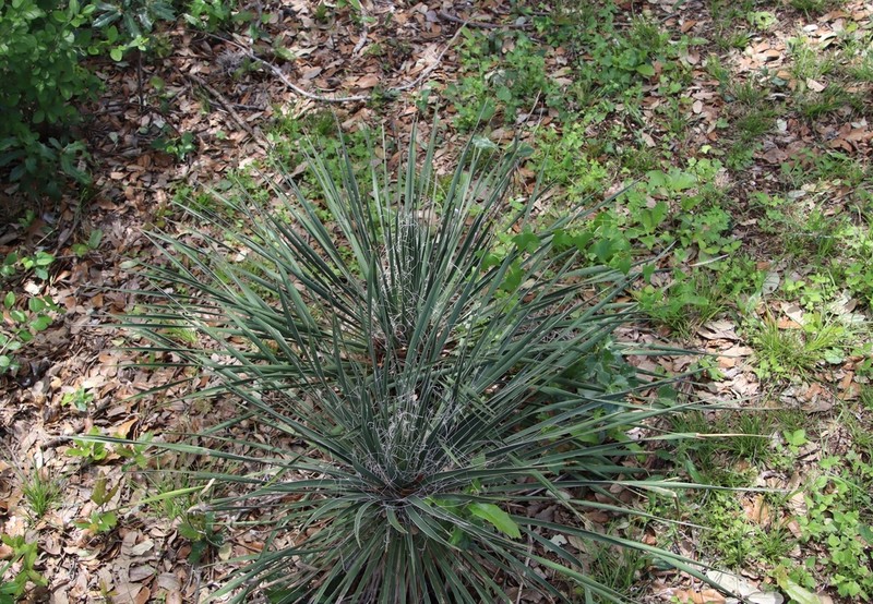 Buckley's Yucca photo 6