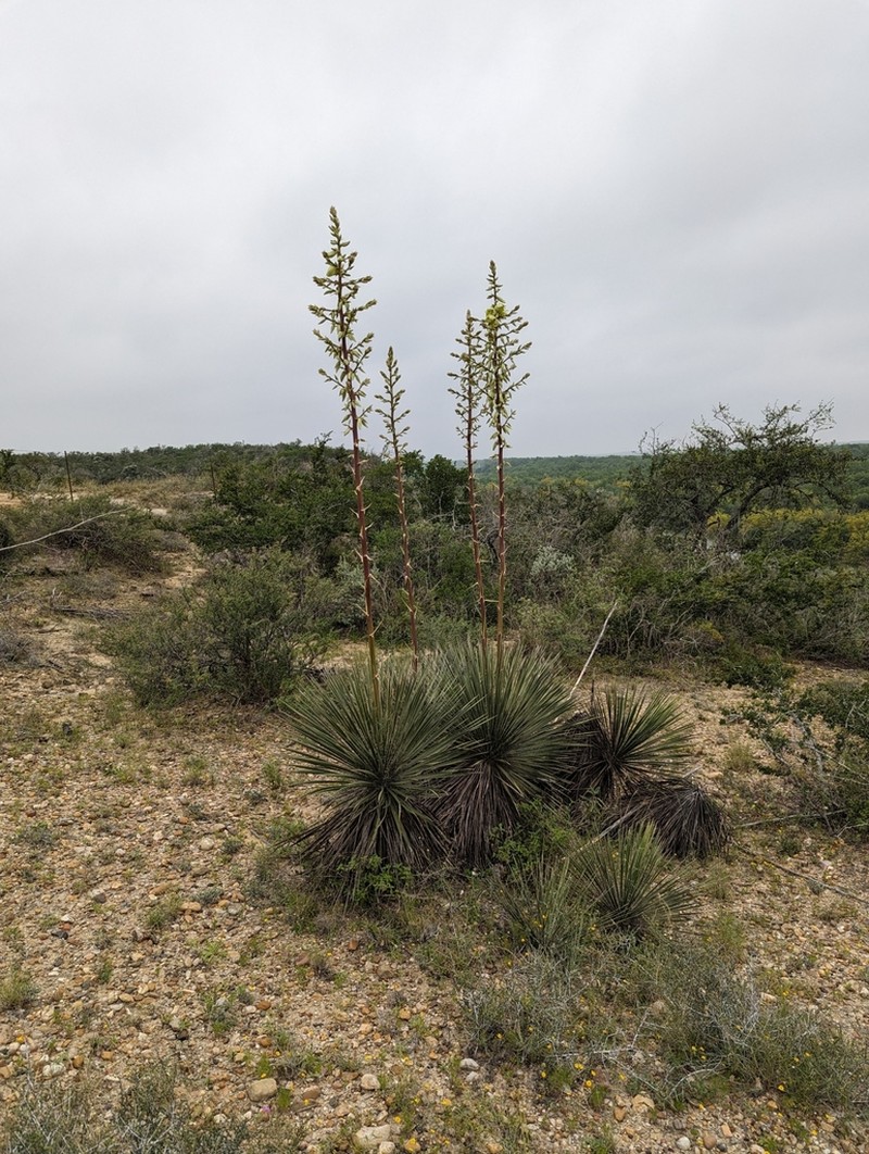 Buckley's Yucca photo 7