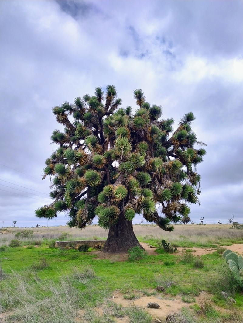 Yucca decipiens photo 2