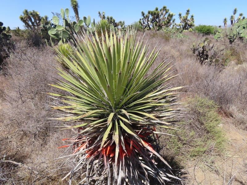 Yucca decipiens photo 3