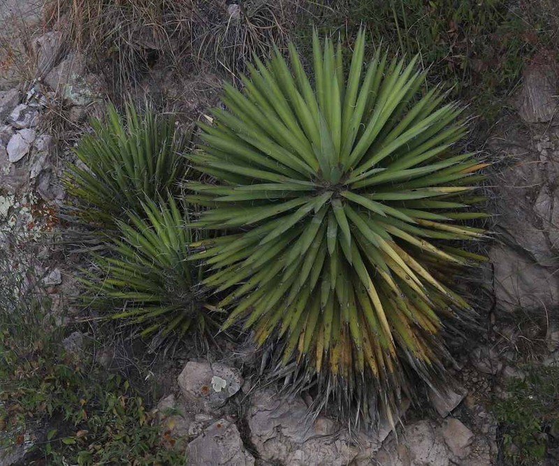 Yucca decipiens photo 4