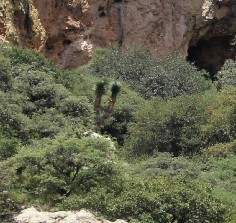 Yucca decipiens photo 5