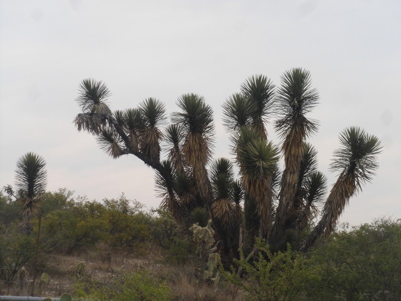 Yucca decipiens photo 6