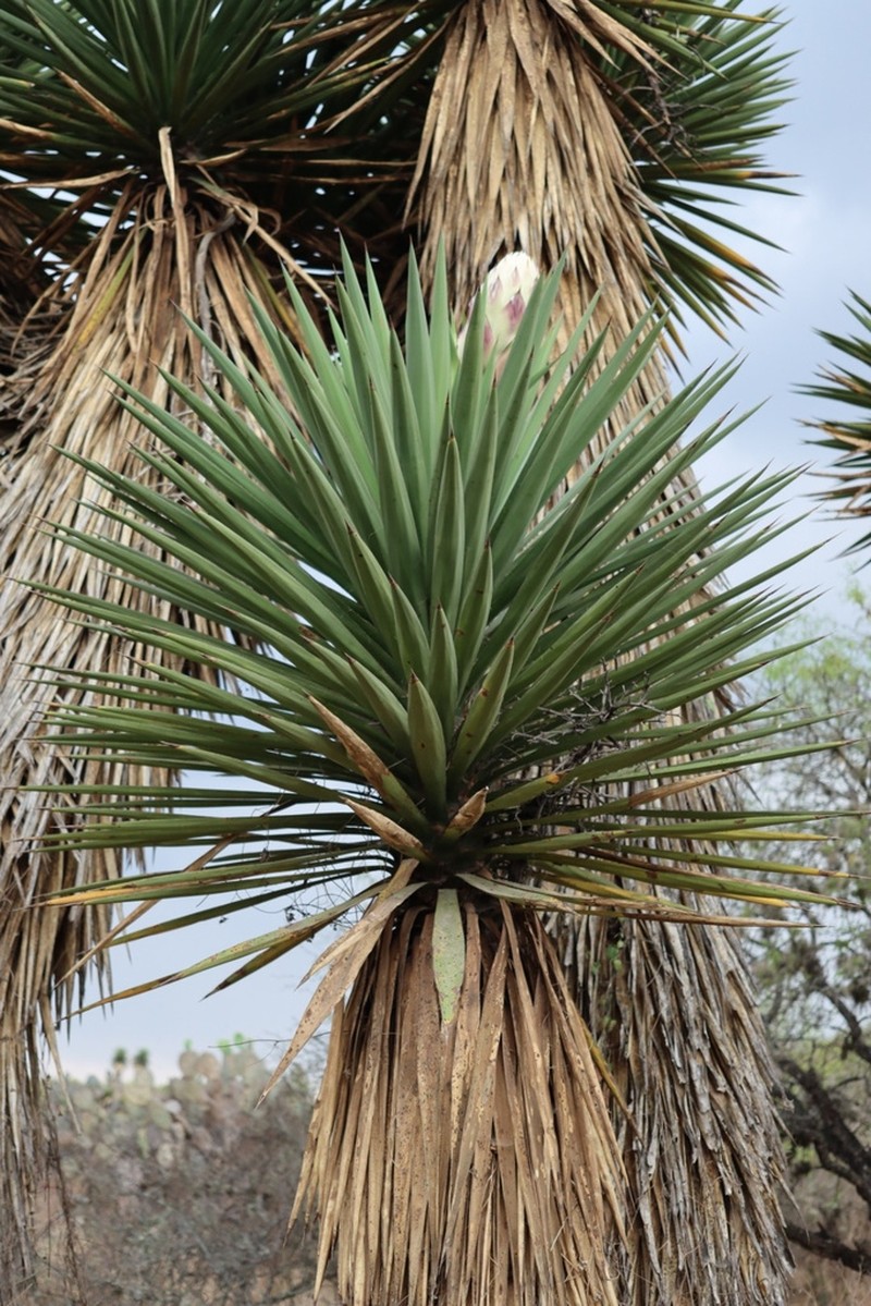 Yucca decipiens photo 7