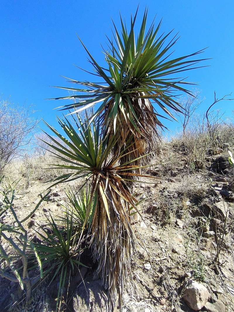 Yucca declinata photo 2
