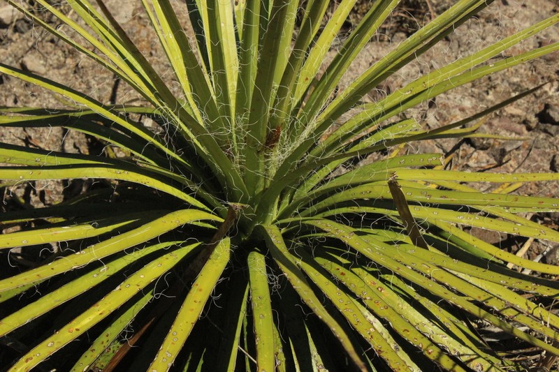 Yucca declinata photo 3