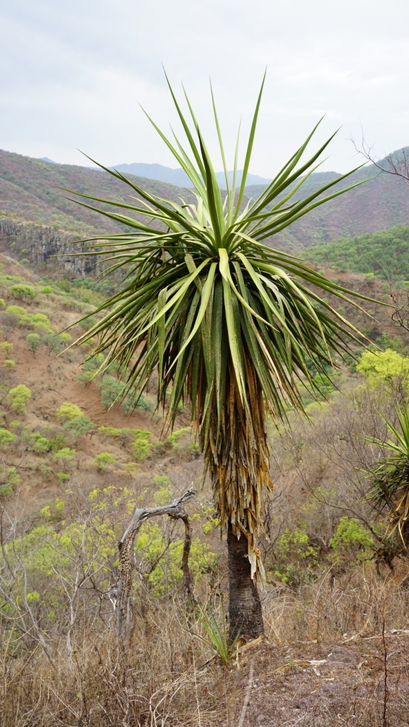 Yucca declinata photo 4