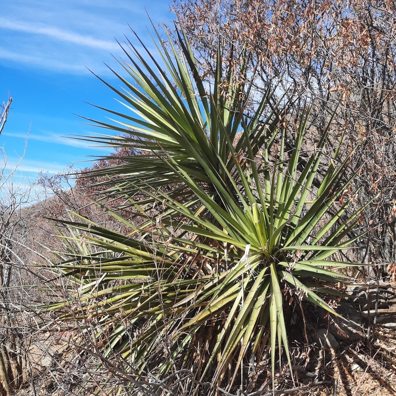 Yucca declinata photo 5