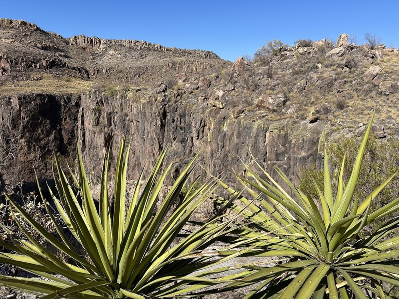 Yucca declinata photo 6