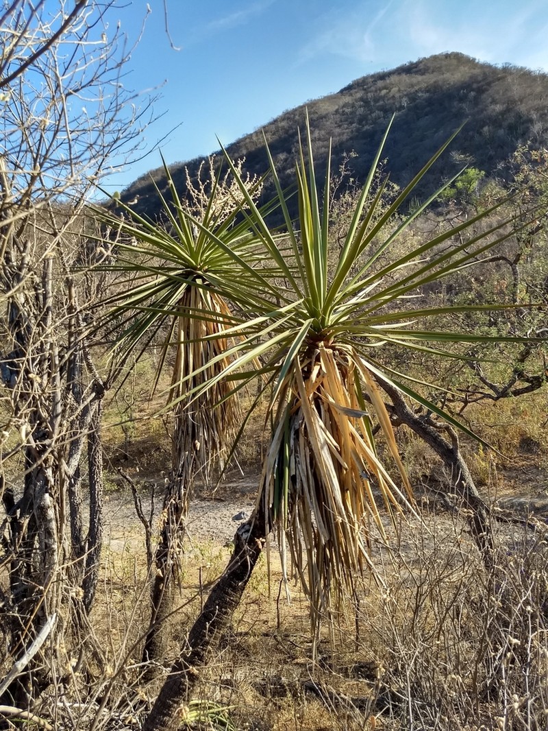 Yucca declinata photo 7
