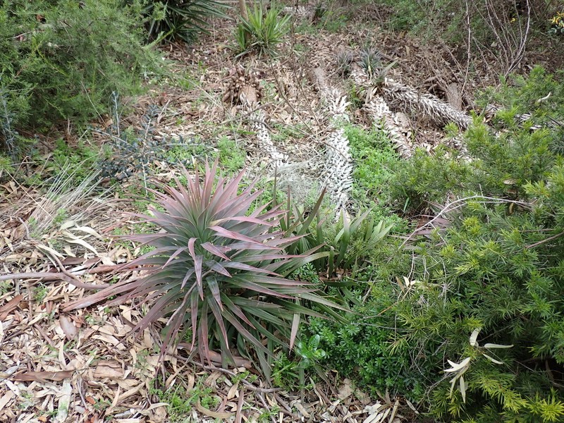 Yucca desmetiana photo 2