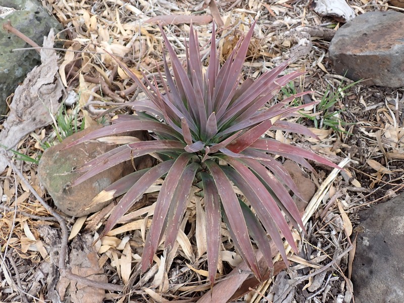 Yucca desmetiana photo 4