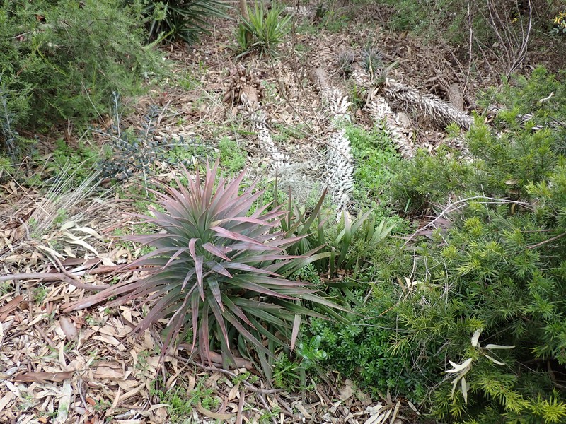 Yucca desmetiana photo 5