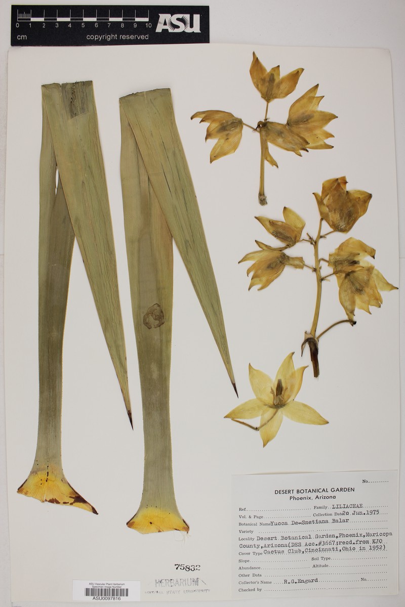 Yucca desmetiana photo 6