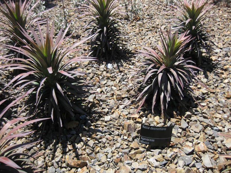 Yucca desmetiana
