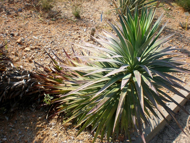 Yucca desmetiana photo 7
