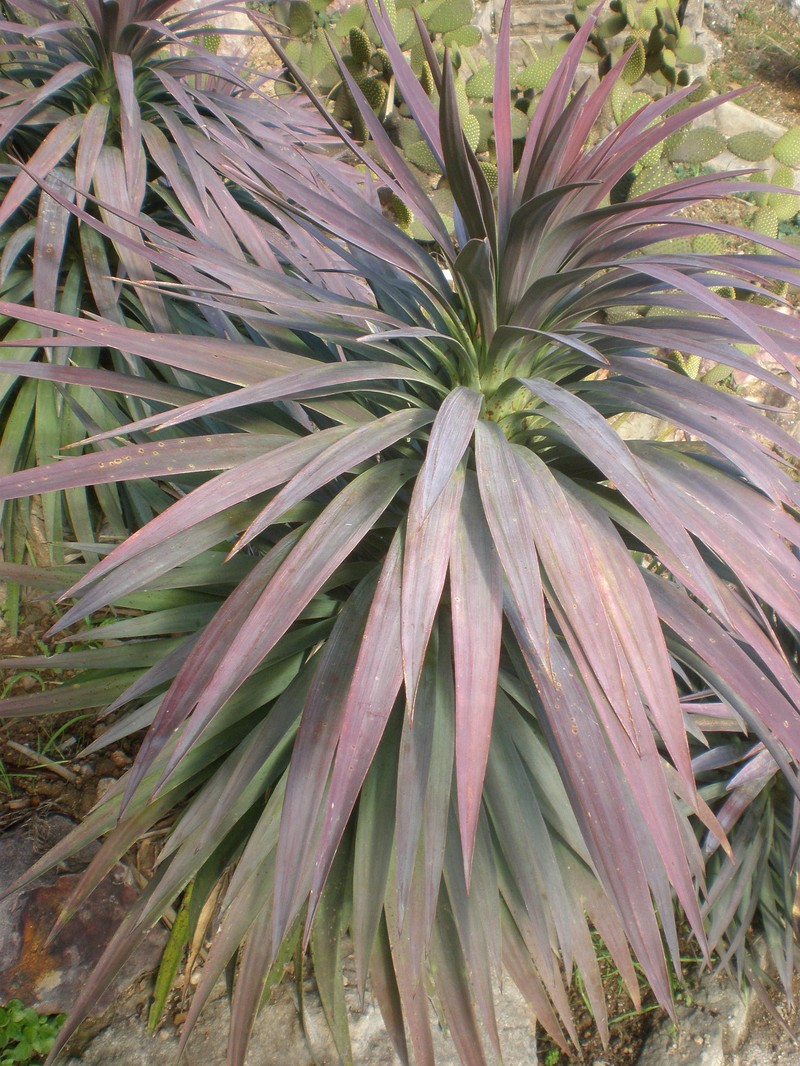 Yucca desmetiana photo 8