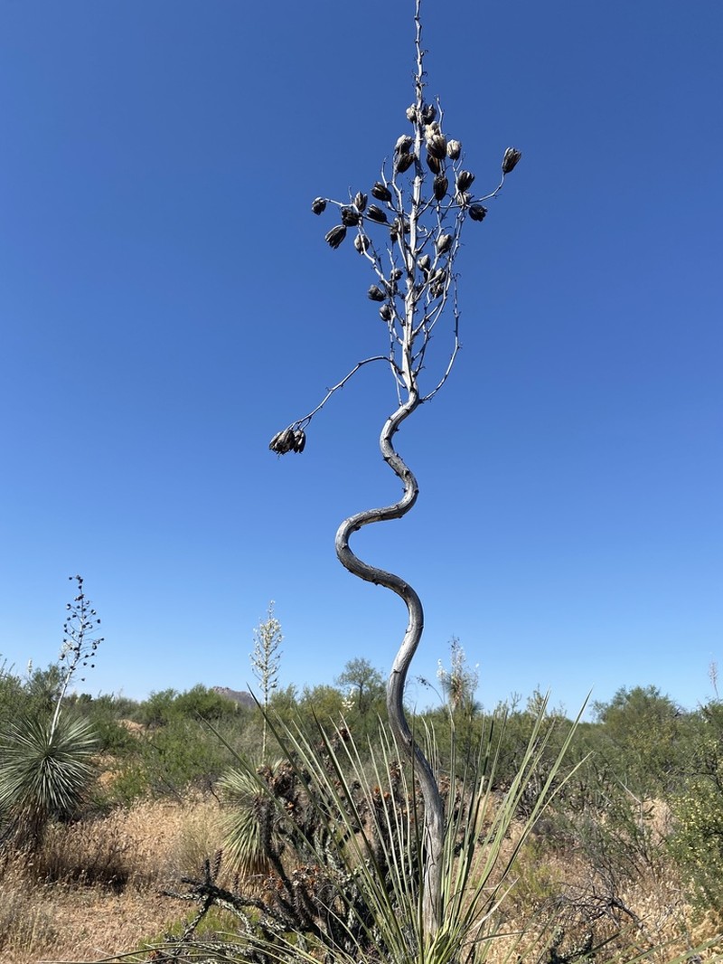 Soaptree Yucca photo 4