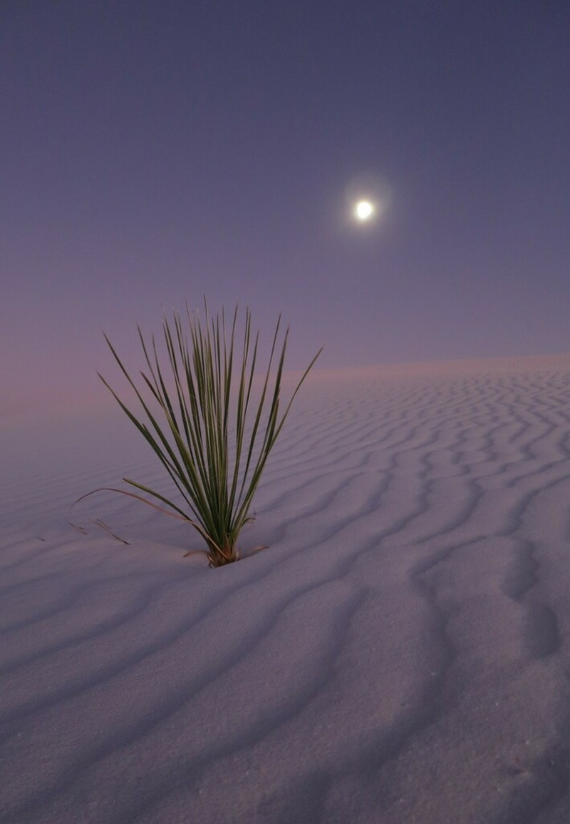 Soaptree Yucca photo 5
