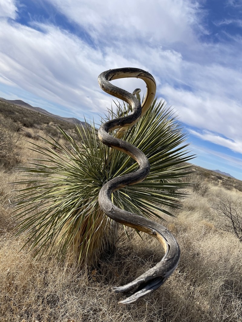 Soaptree Yucca photo 6