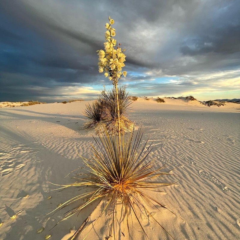 Soaptree Yucca photo 7