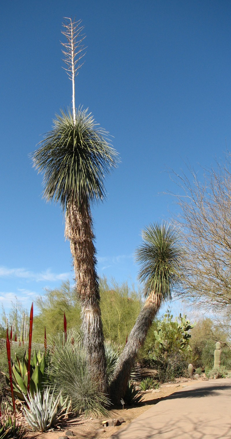 Soaptree Yucca photo 6