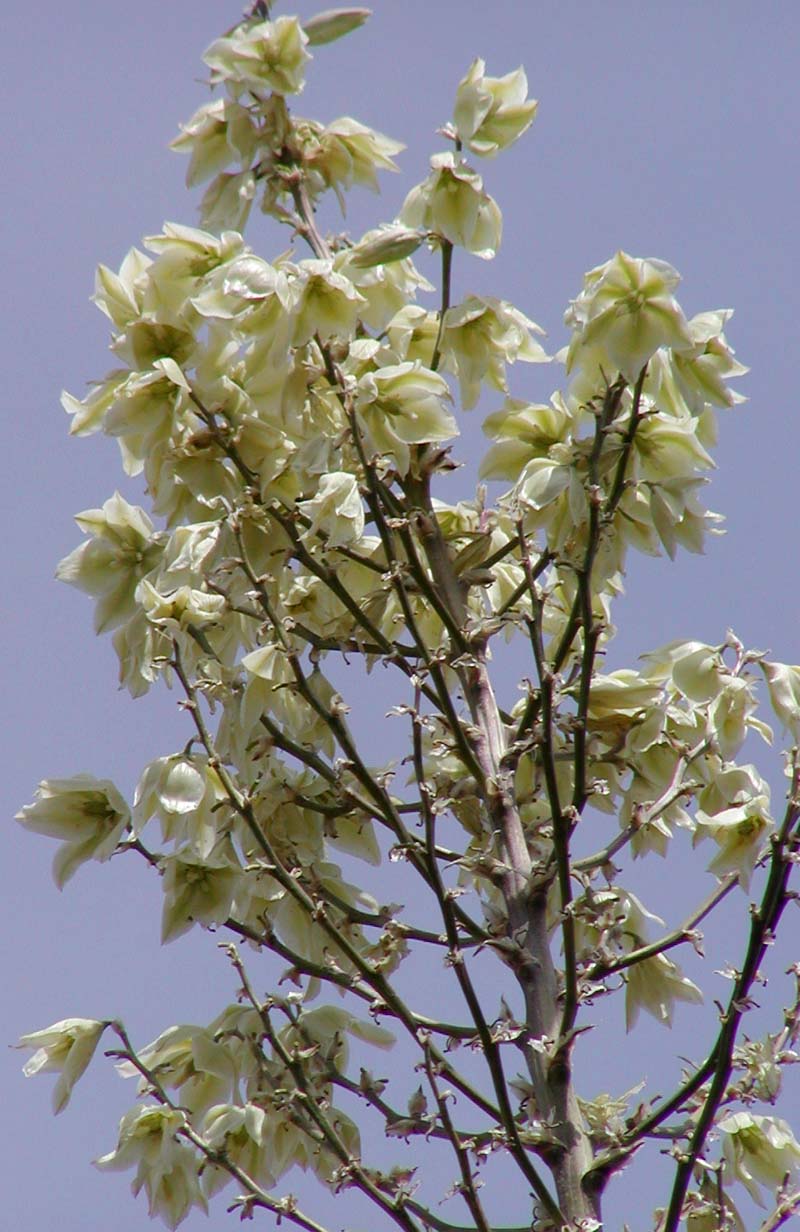 Soaptree Yucca photo 7