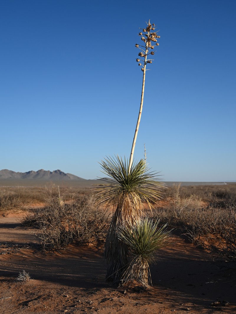 Soaptree Yucca photo 3