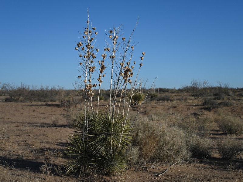 Soaptree Yucca photo 4