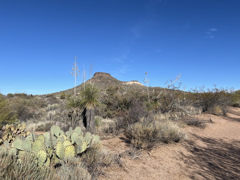 Yucca elata var. elata photo 2