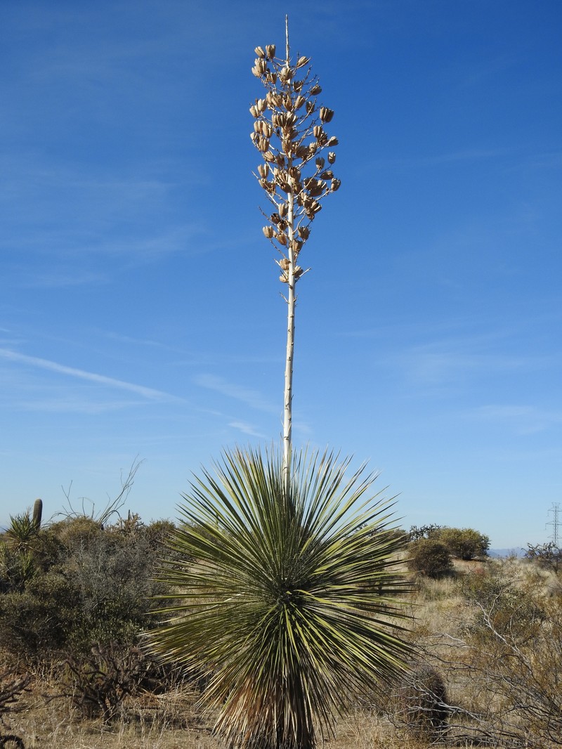 Yucca elata var. elata photo 3
